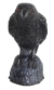 Raven Head Turning W Sound