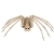 Skeleton Spider